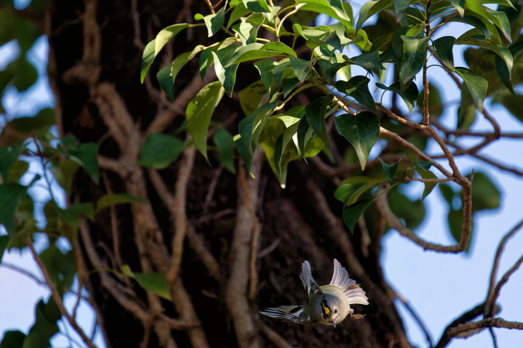 ワク内には飛んでます