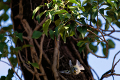 ワク内には飛んでます
