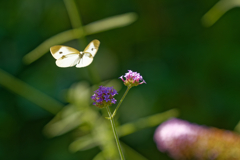 ご馳走見つけたね