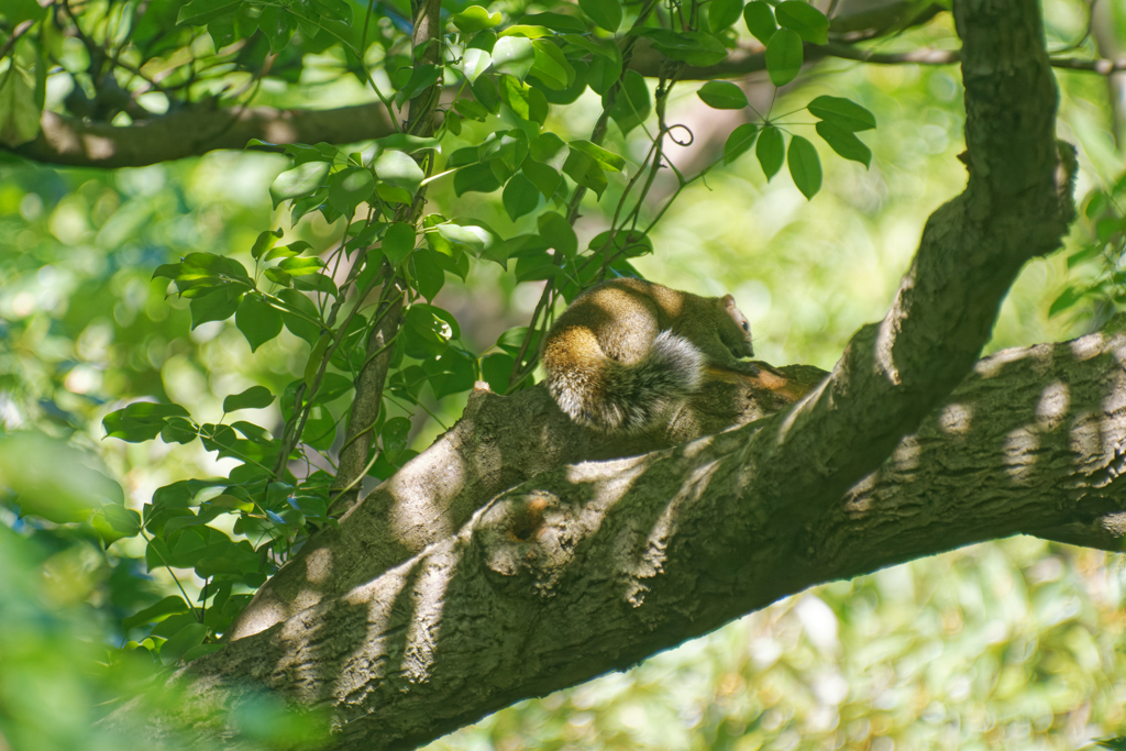 ニョロリと動く尻尾
