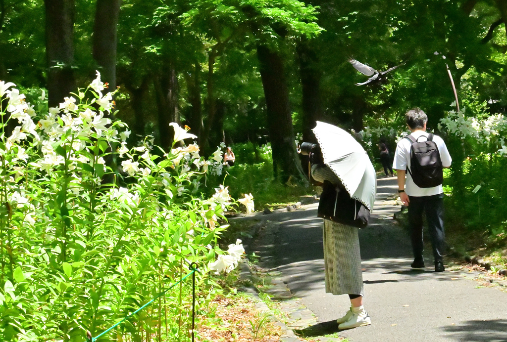 夏日③