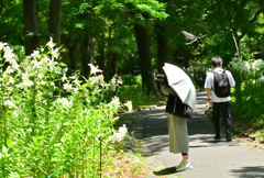 夏日③