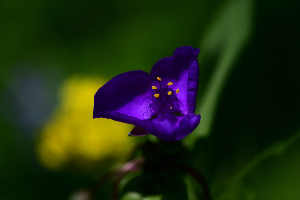 ムラサキツユクサ