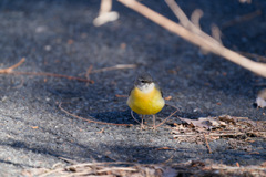 鳥④