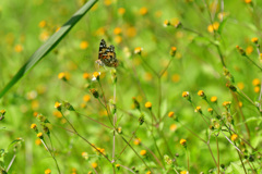 ホウジャクさんの技習得すの巻