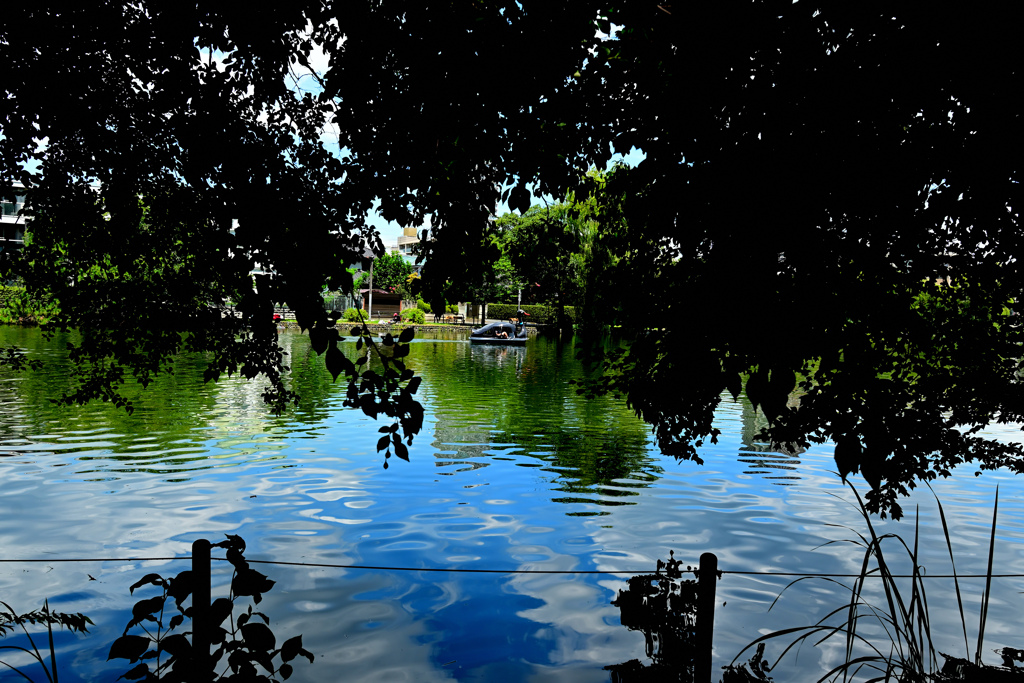 ブラックスワン