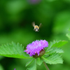 ルリアザミの花粉で白塗り？