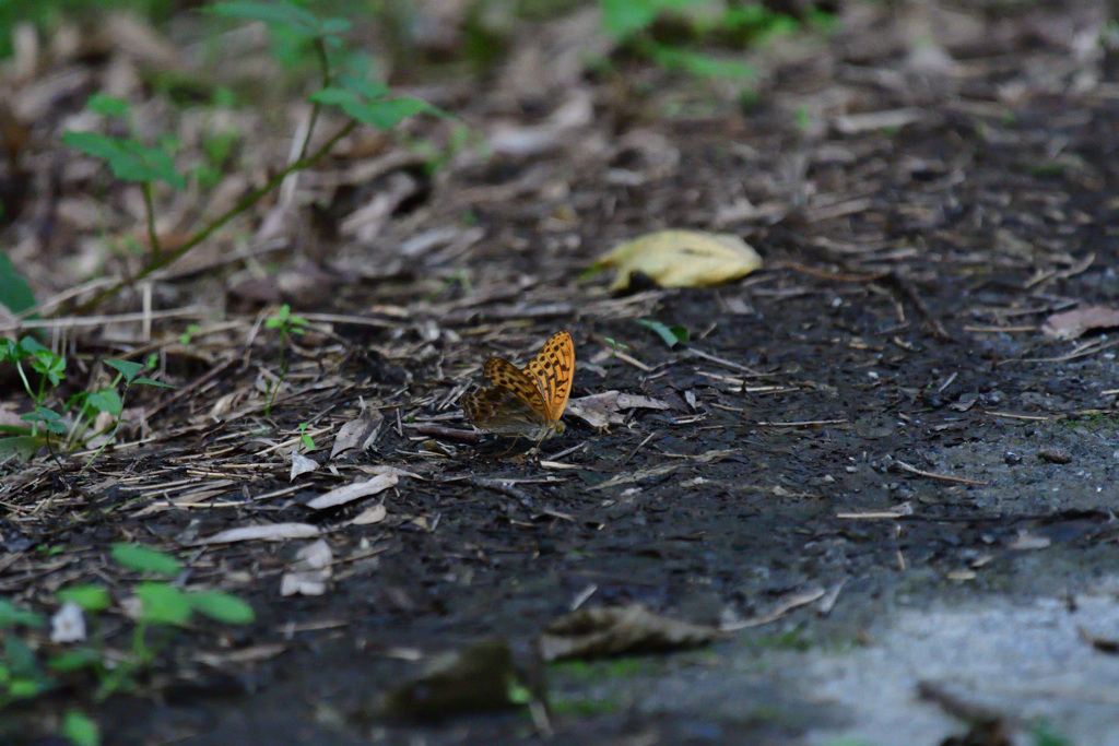 ミドリヒョウモン