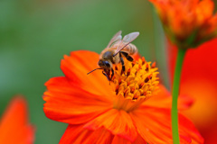 キバナコスモスと②