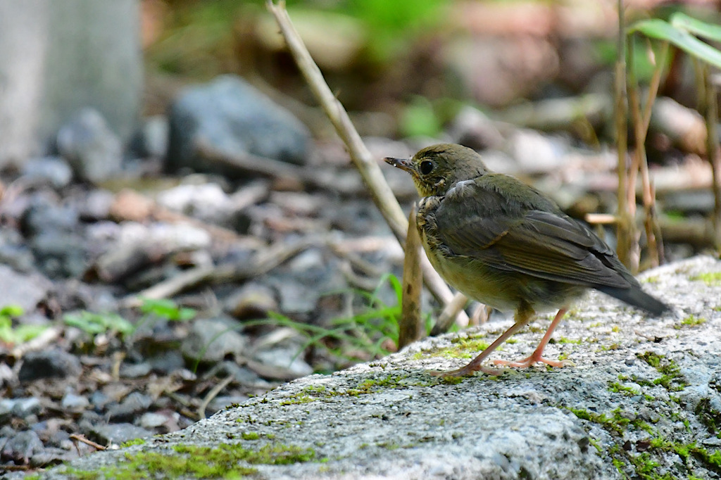 鳥枯れの夏の過ごし方⑦