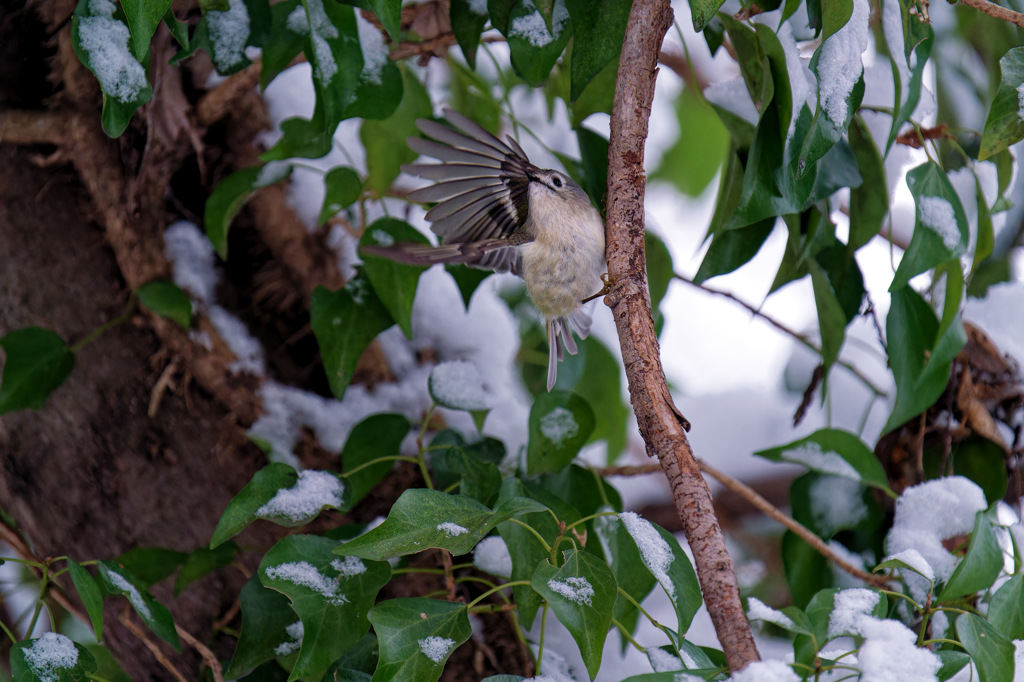 雪とキクちゃん
