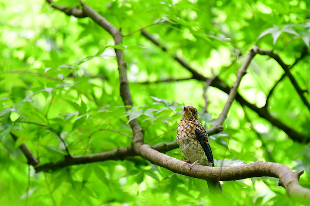 ちびっこは絶対まねしないでね！