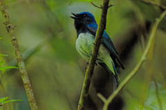 夏鳥7