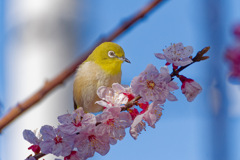 花37
