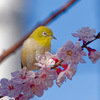花37