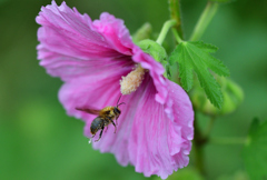 花粉まみれのハナバチ