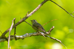 夏鳥4