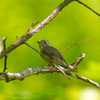 夏鳥4