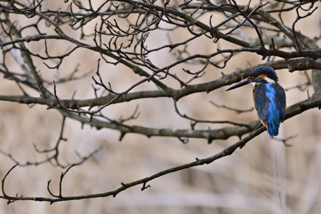カワセミも相手をしてくれない