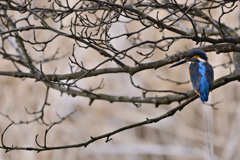 カワセミも相手をしてくれない