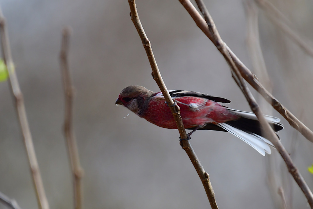 この間撮った赤いベニさん