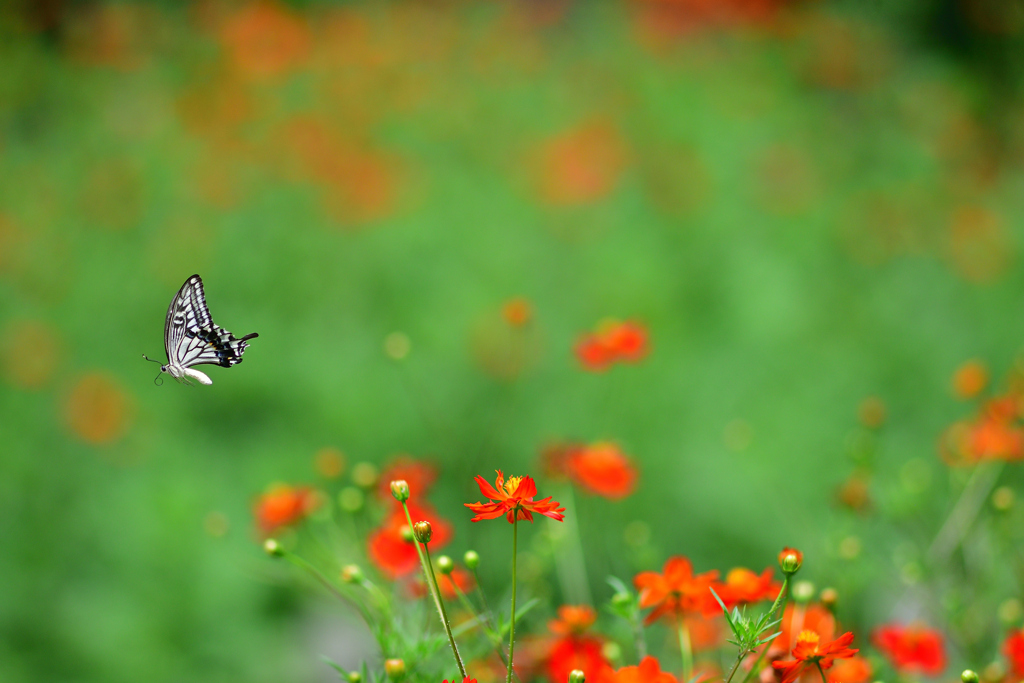 花柄に蝶のワンポイントアイテム