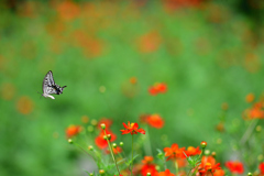 花柄に蝶のワンポイントアイテム