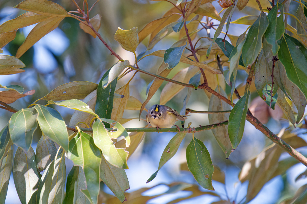 目ン玉つながりのおまわりさん