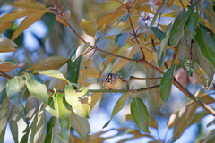 目ン玉つながりのおまわりさん