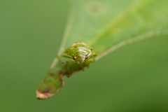 Stink bugs