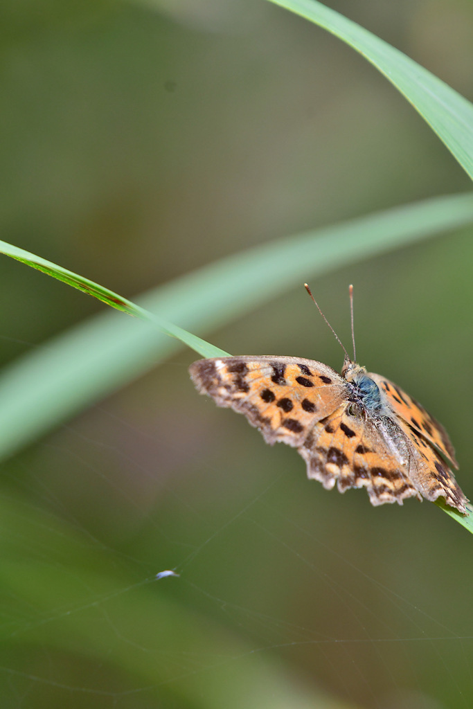 ヒョウモンさん