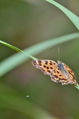 ヒョウモンさん