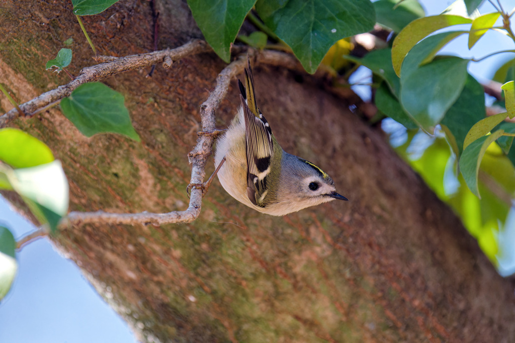 逆イナバウアー