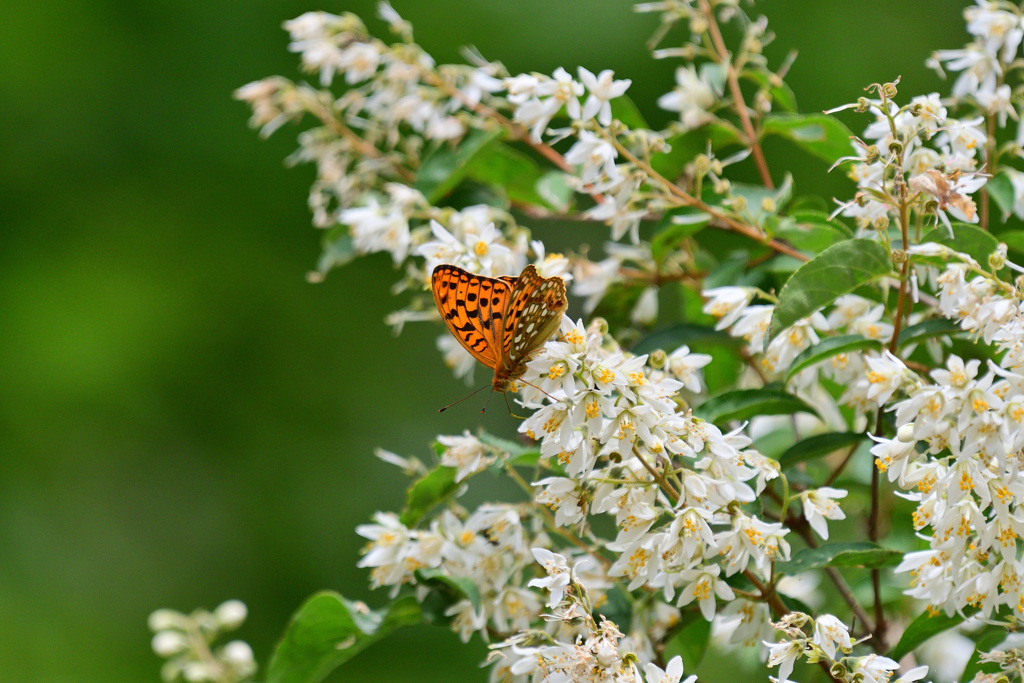初夏の思い出②