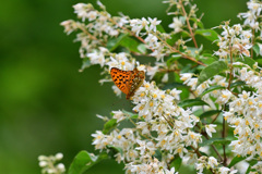 初夏の思い出②