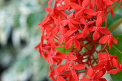 花22