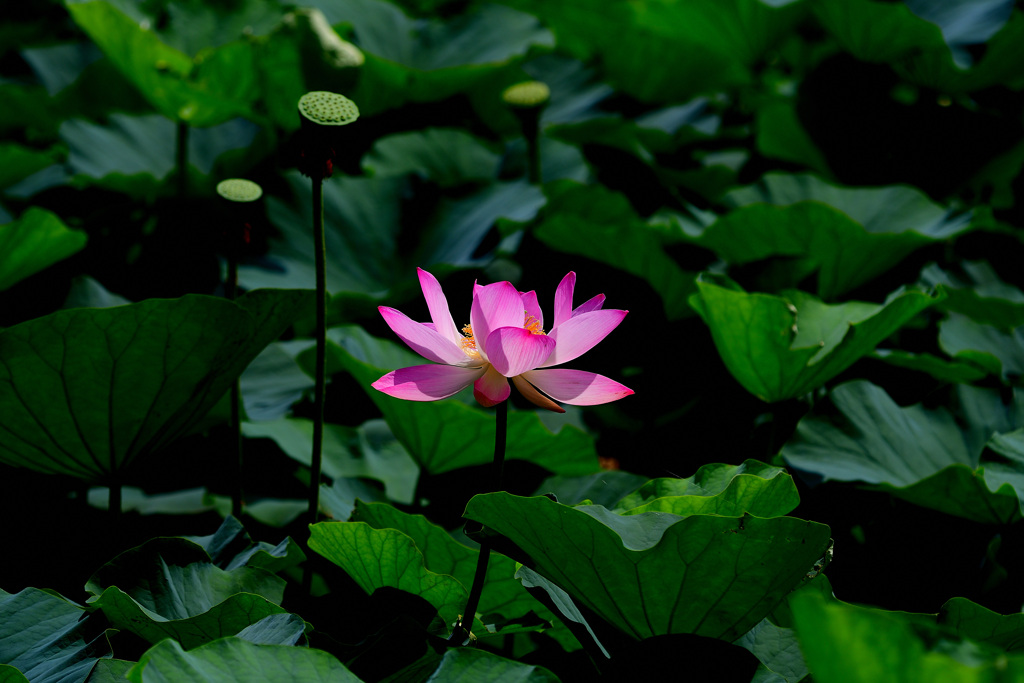 花は少なかった