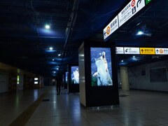 まねきねこだにゃー