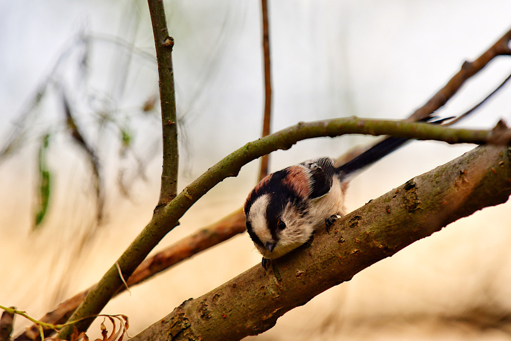 こんなとこにウサギが