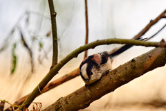 こんなとこにウサギが