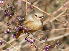 すべてはこの鳥との出会いから④