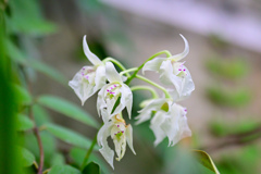 花⑱