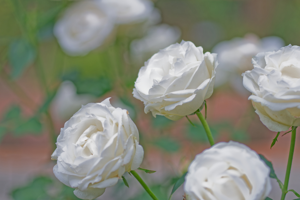 薔薇2