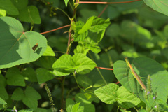 セセリちゃんはかわいい