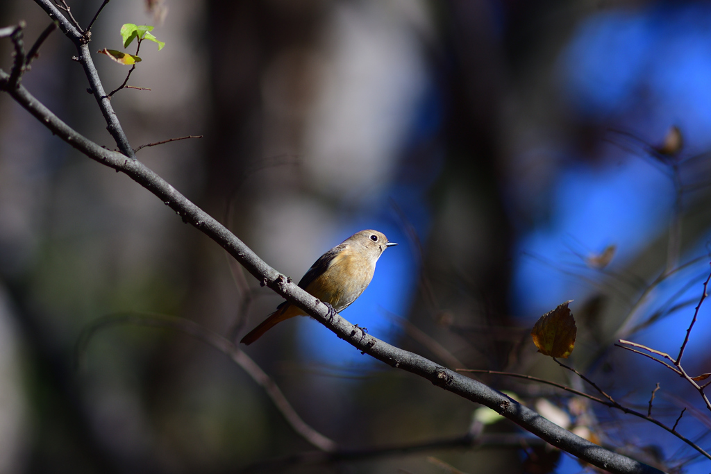 近所の公園にて⑨