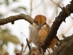 可愛いいモズのメス