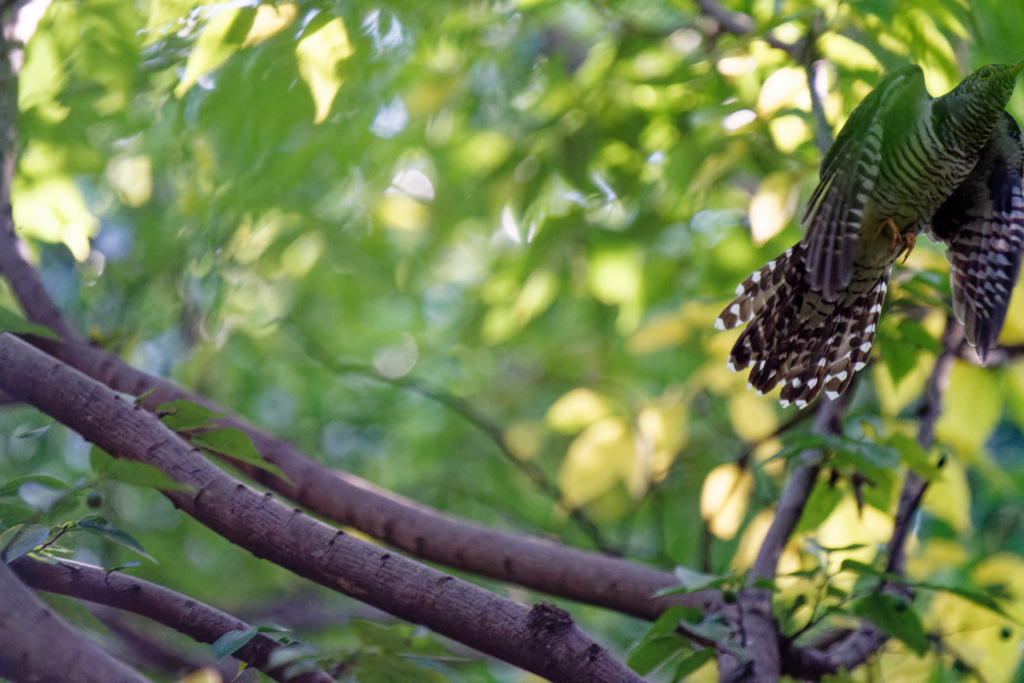 まだ居た夏鳥③