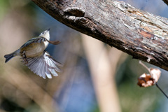 しゃがんでいたら