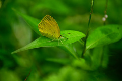 黄色のBGMを聴きながら