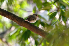 やっと探鳥に行けました③